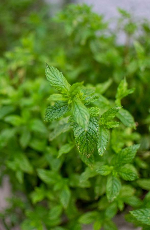 Fragole E Menta Hotell Attimis Exteriör bild