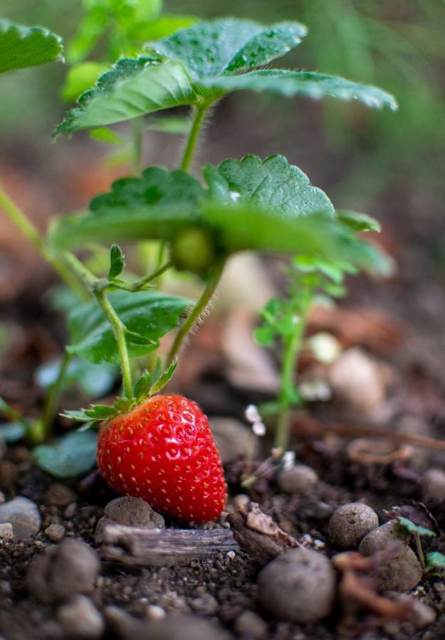 Fragole E Menta Hotell Attimis Exteriör bild